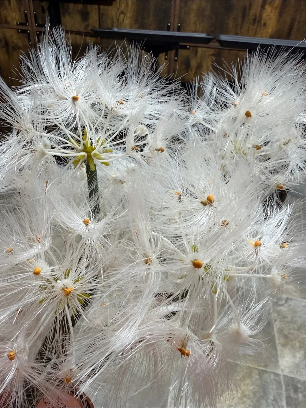 Nwt white faux dandelion spray, set of 3